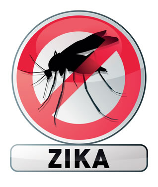 moustique tigre risque transmission du virus zica 